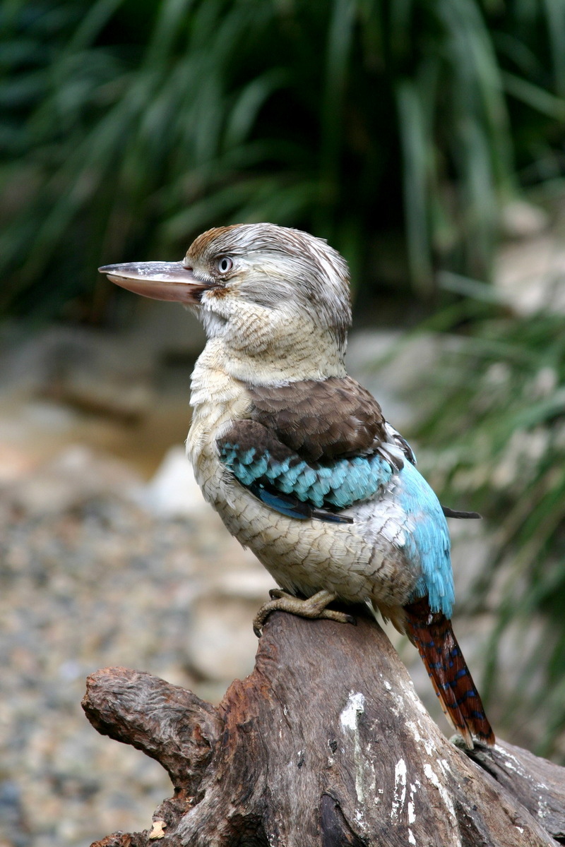 Blue-winged Kookaburra (Dacelo leachii) - Wiki; DISPLAY FULL IMAGE.