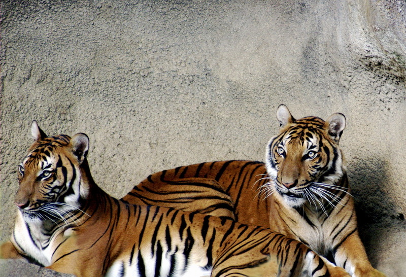 Indochinese Tiger (Panthera tigris corbetti) - Wiki; DISPLAY FULL IMAGE.