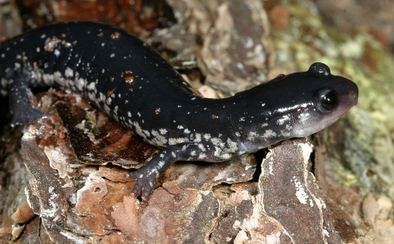 Northern Slimy Salamander (Plethodon glutinosus) - Wiki; DISPLAY FULL IMAGE.