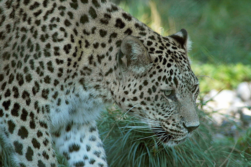 Persian Leopard (Panthera pardus saxicolor) - Wiki; DISPLAY FULL IMAGE.