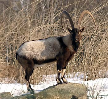 Wild Goat (Capra aegagrus) - Wiki; Image ONLY