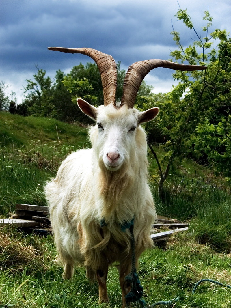 Domestic Goat (Capra aegagrus hircus) - Wiki