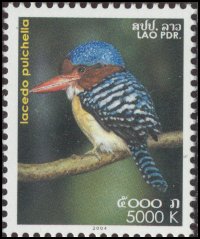 Banded Kingfisher (Lacedo pulchella) - Wiki; Image ONLY