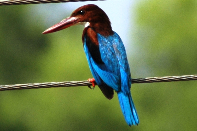 White-throated Kingfisher (Halcyon smyrnensis) - Wiki; DISPLAY FULL IMAGE.