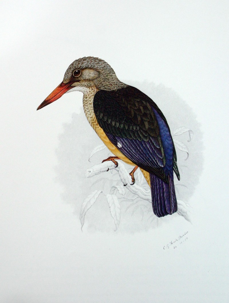 Grey-headed Kingfisher (Halcyon leucocephala) - Wiki; DISPLAY FULL IMAGE.