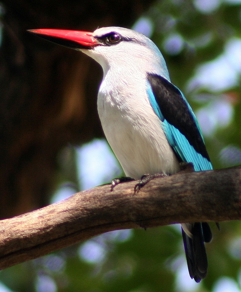 Woodland Kingfisher (Halcyon senegalensis) - Wiki; DISPLAY FULL IMAGE.