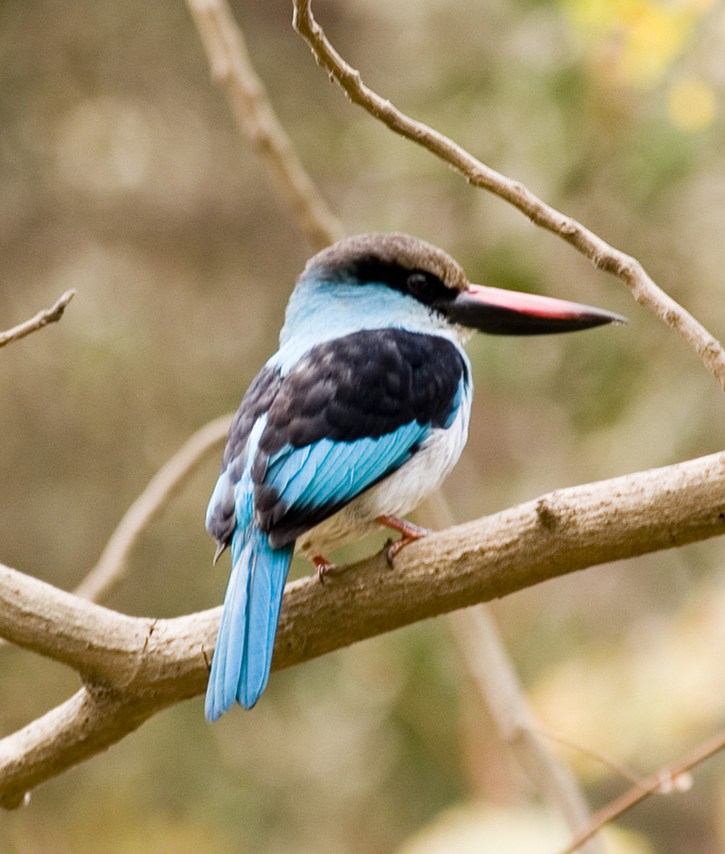 Blue-breasted Kingfisher (Halcyon malimbica); DISPLAY FULL IMAGE.