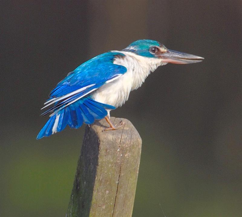Collared Kingfisher (Todiramphus chloris) - Wiki; DISPLAY FULL IMAGE.