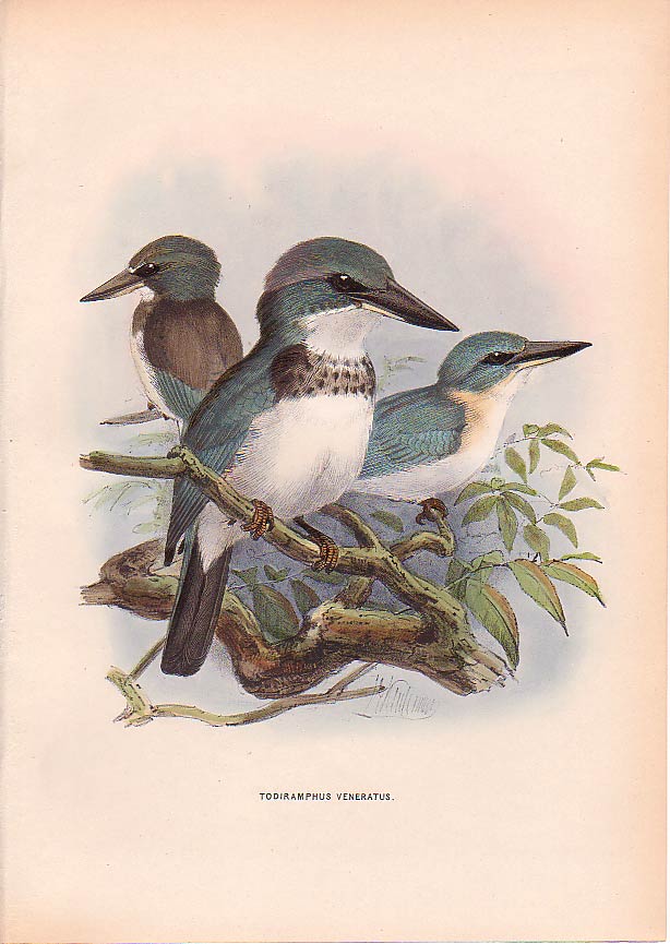 Tahiti Kingfisher (Todiramphus veneratus) - wiki; Image ONLY