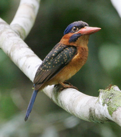 Blue-capped Kingfisher (Actenoides hombroni) - wiki; Image ONLY