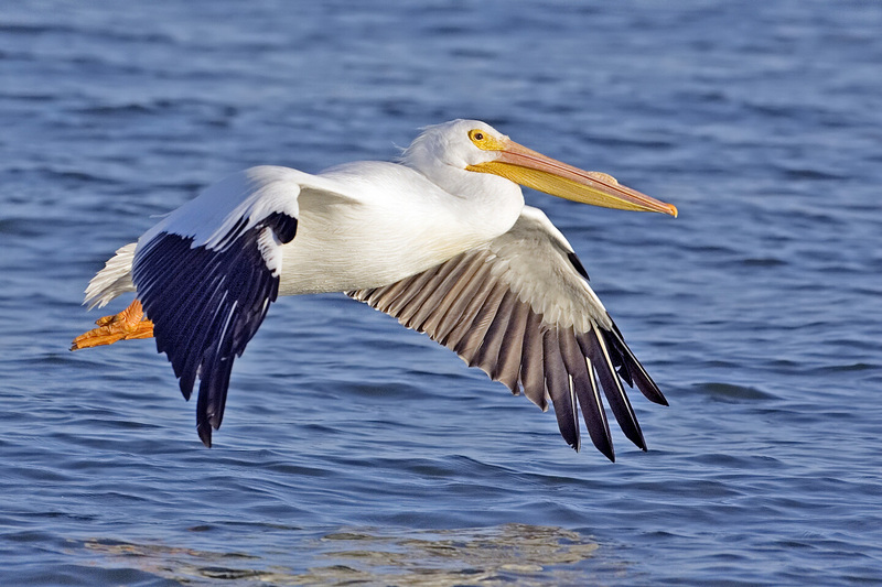 American White Pelican (Pelecanus erythrorhynchos) - wiki; DISPLAY FULL IMAGE.