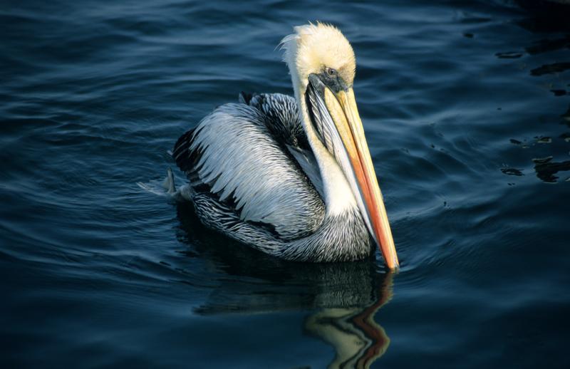 Peruvian Pelican (Pelecanus thagus) - wiki; DISPLAY FULL IMAGE.