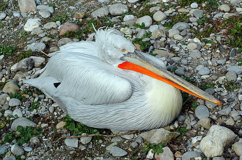 Dalmatian Pelican (Pelecanus crispus) - wiki; DISPLAY FULL IMAGE.