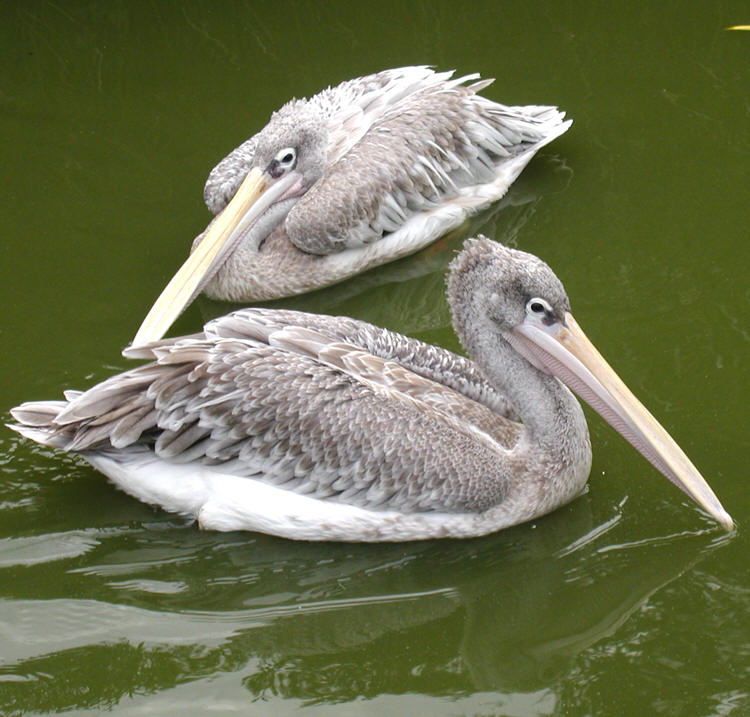 Pink-backed Pelican (Pelecanus rufescens) - wiki; Image ONLY