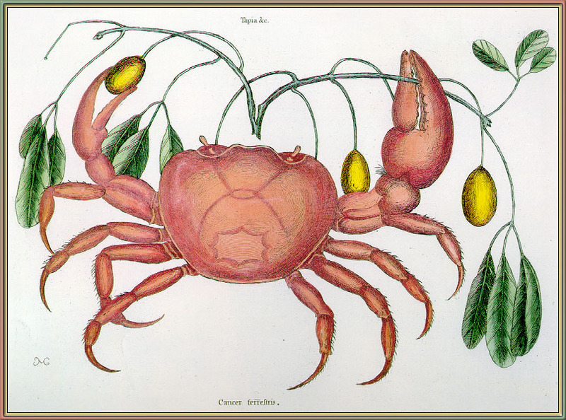 Land Crab (Cancer terreltris?) - Catesby; DISPLAY FULL IMAGE.