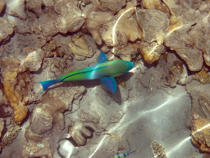 Parrotfish (Family: Scaridae) - wiki; DISPLAY FULL IMAGE.