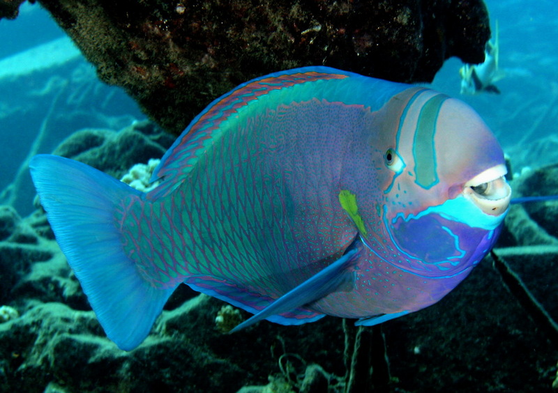 Spectacled parrotfish, Chlorurus perspicillatus, super male; DISPLAY FULL IMAGE.