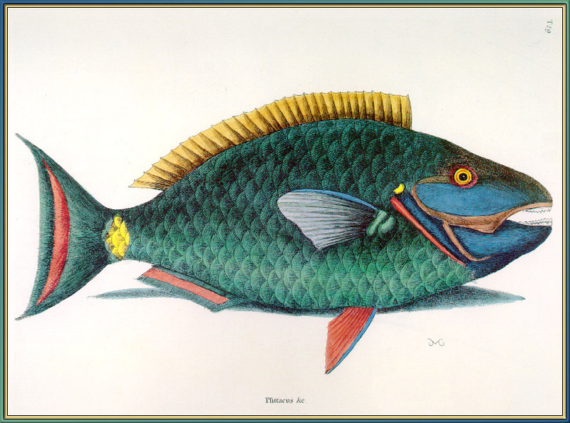 Parrotfish (Family: Scaridae) - Catesby; DISPLAY FULL IMAGE.