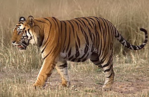 Bengal tiger (Panthera tigris tigris)