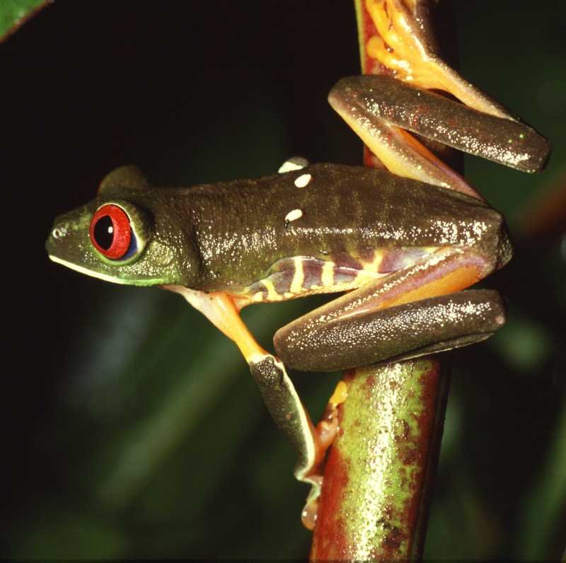 Red-eyed Treefrog (Agalychnis callidryas) - wiki; DISPLAY FULL IMAGE.