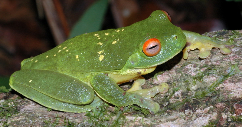 Southern Orange-eyed Treefrog (Litoria chloris) - wiki; DISPLAY FULL IMAGE.