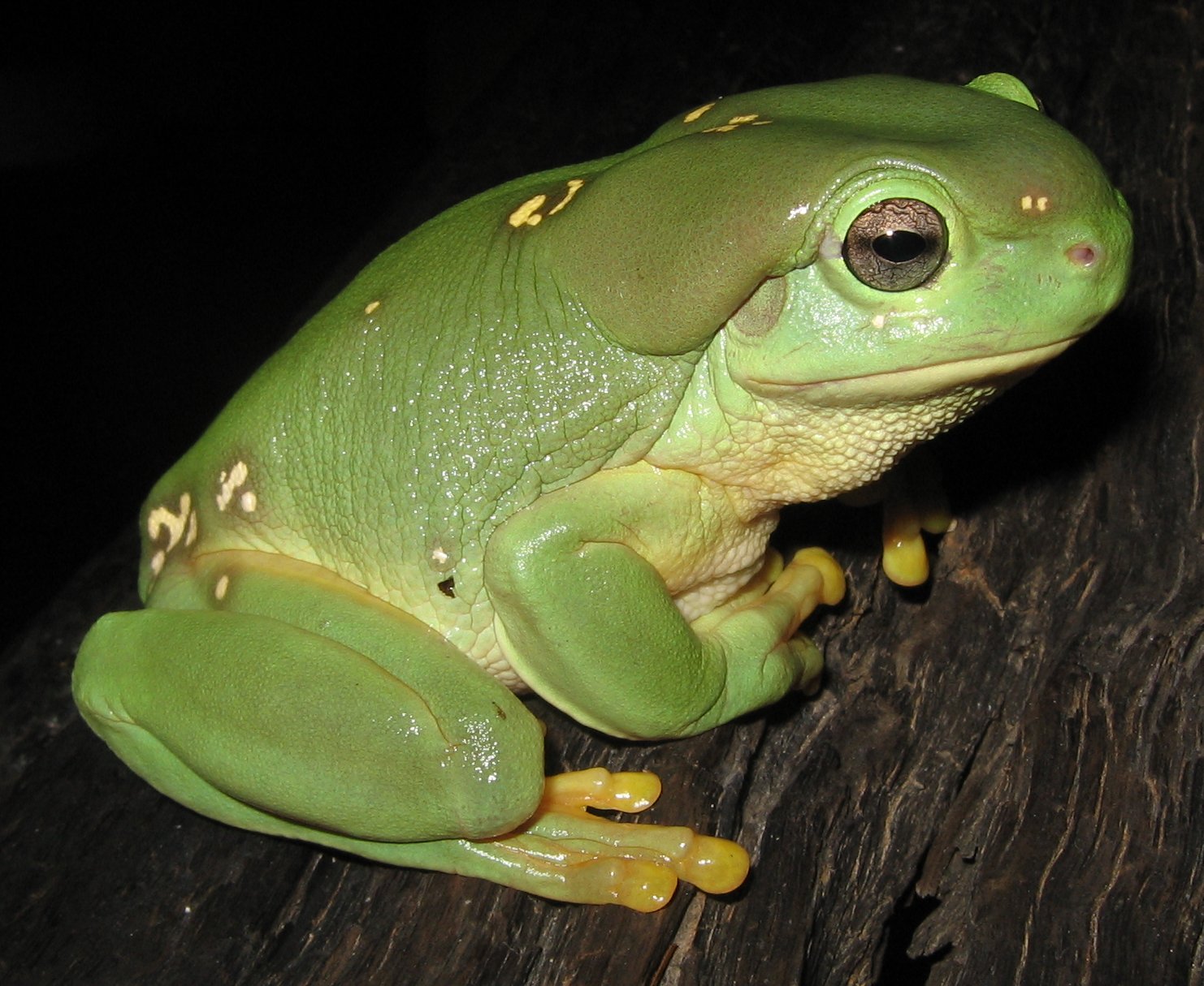 Magnificent Treefrog (Litoria splendida) - wiki; Image ONLY