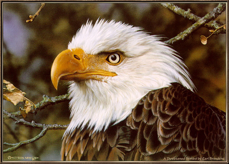 Carl Brenders - A Threatened Symbol (Bald Eagle); DISPLAY FULL IMAGE.