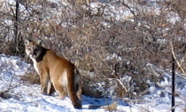 Cougar (Puma concolor) - wiki; Image ONLY