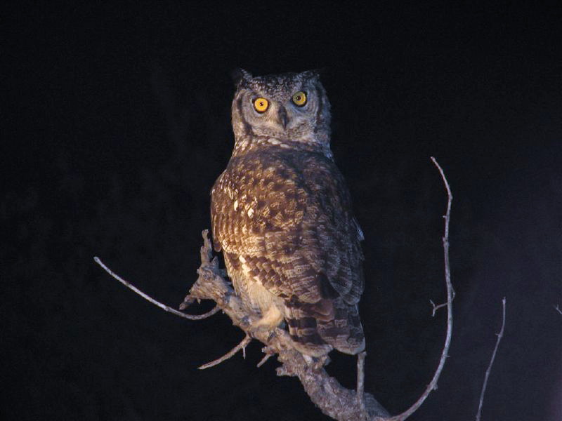 Cape Eagle-owl (Bubo capensis) - Wiki; DISPLAY FULL IMAGE.