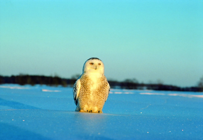 Snowy Owl (Bubo scandiacus) - Wiki; DISPLAY FULL IMAGE.
