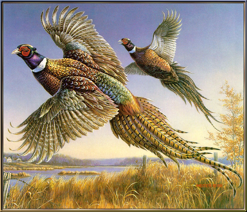Meger - 1986 Minnesota State Pheasant Stamp (Art), Common Pheasant - Phasianus colchicus; DISPLAY FULL IMAGE.