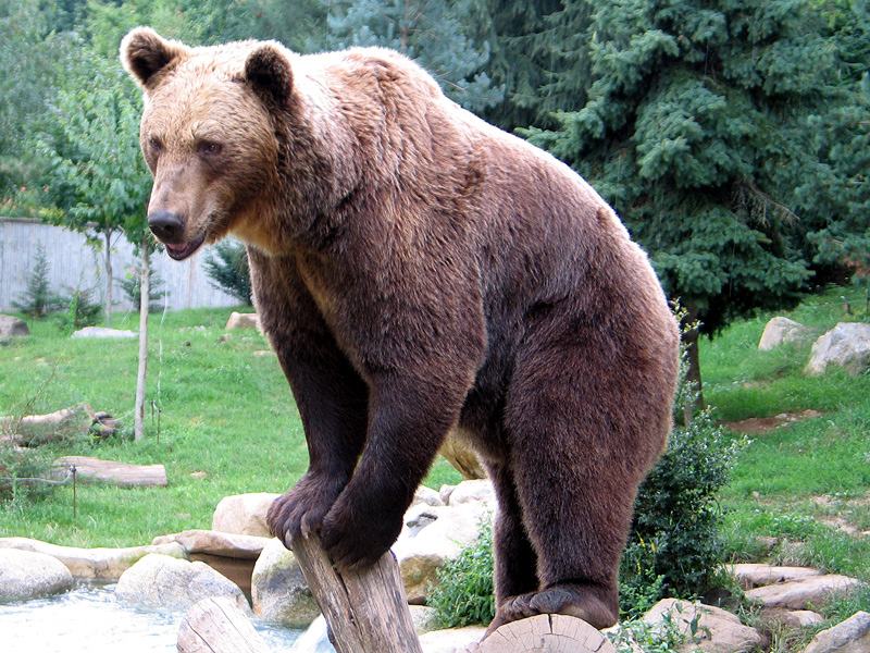 Brown Bear (Ursus arctos) - Wiki; DISPLAY FULL IMAGE.