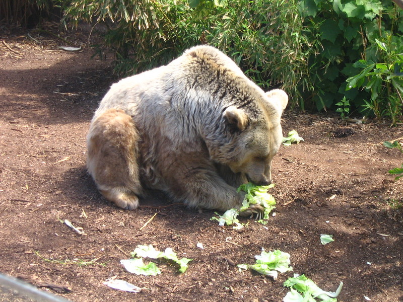 Syrian Brown Bear (Ursus arctos syriacus) - Wiki; DISPLAY FULL IMAGE.