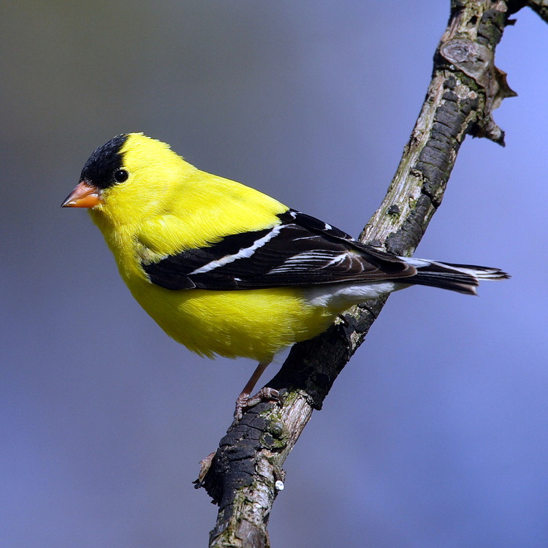 American Goldfinch (Carduelis tristis) - wiki; DISPLAY FULL IMAGE.