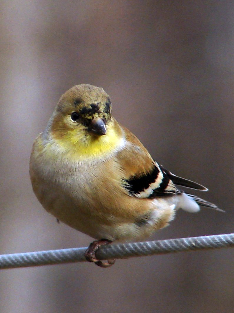 American Goldfinch (Carduelis tristis) - female; DISPLAY FULL IMAGE.
