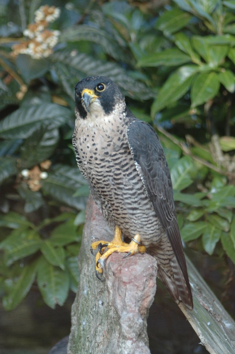 Peregrine Falcon (Falco peregrinus) - wiki; DISPLAY FULL IMAGE.