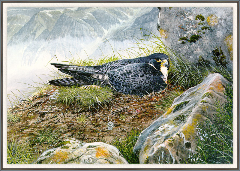 Anthony Rhodes - Peregrine Falcon (Art), Falco peregrinus; DISPLAY FULL IMAGE.
