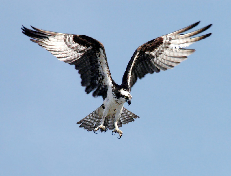 Osprey (Pandion haliaetus) - wiki; DISPLAY FULL IMAGE.