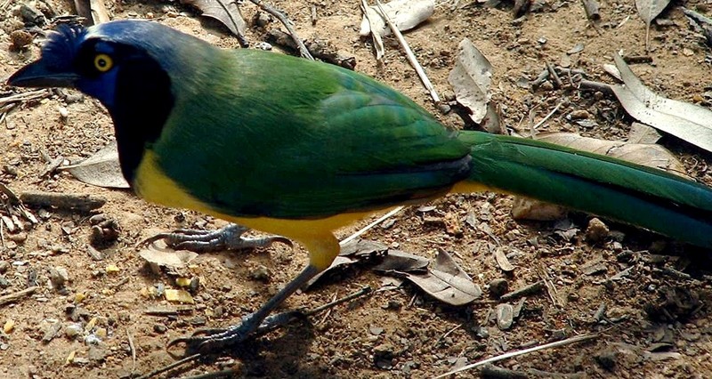 Green Jay (Cyanocorax yncas) - Querre-querre; DISPLAY FULL IMAGE.