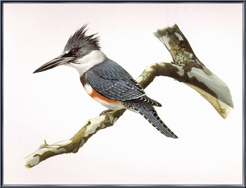 Douglas H. Pratt - Belted Kingfisher (Megaceryle alcyon) - illustration; DISPLAY FULL IMAGE.