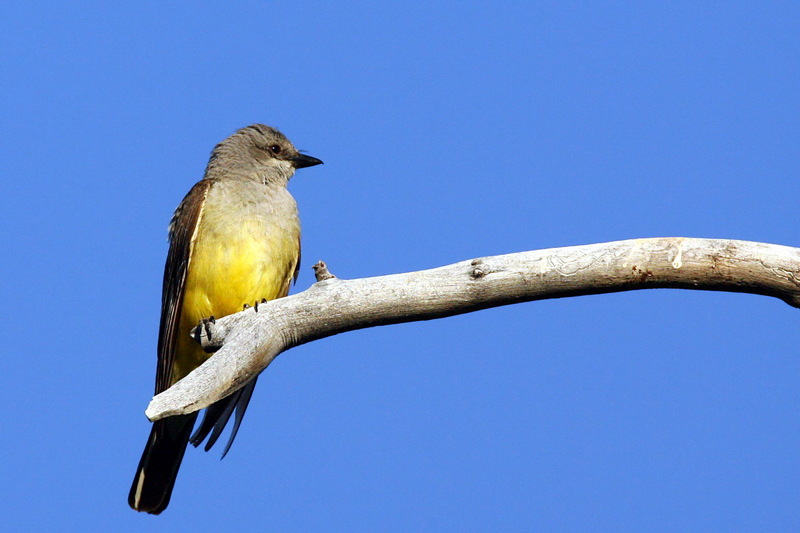 Cassin's Kingbird (Tyrannus vociferans) - wiki; DISPLAY FULL IMAGE.