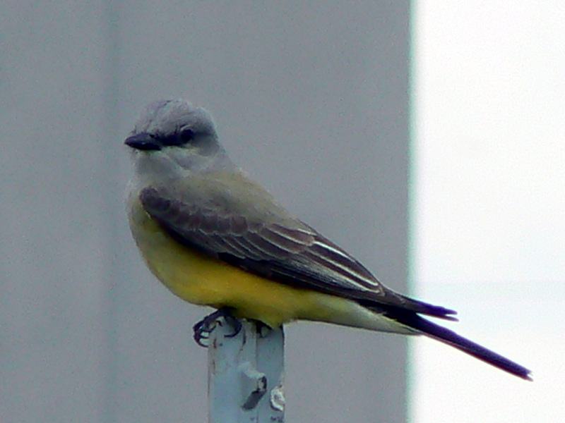 Western Kingbird (Tyrannus verticalis) - wiki; DISPLAY FULL IMAGE.