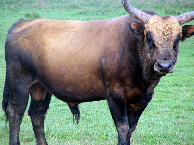 Heck Cattle (Bos taurus) - wiki; DISPLAY FULL IMAGE.