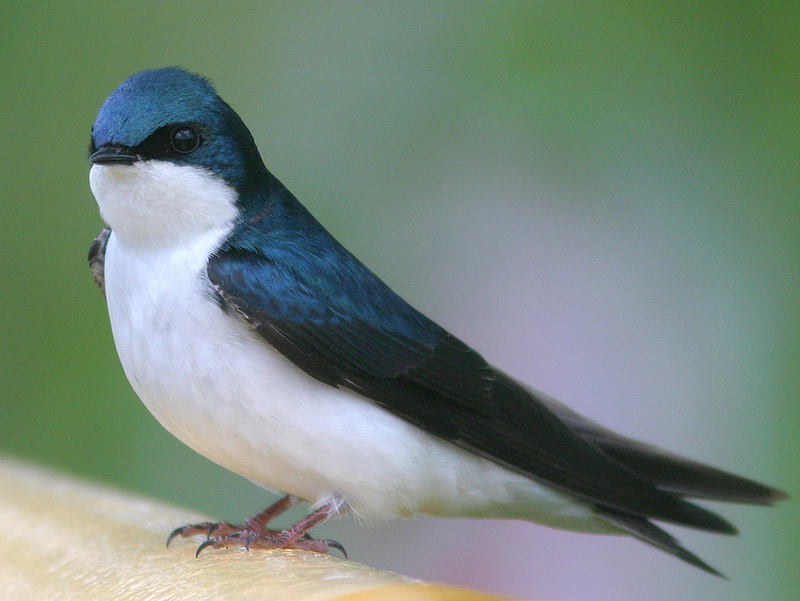 Tree Swallow (Tachycineta bicolor) - wiki; DISPLAY FULL IMAGE.