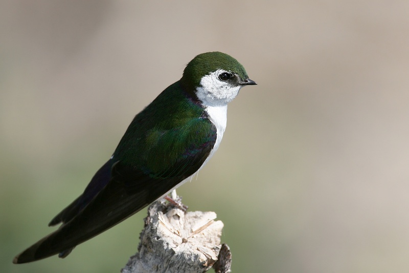 Violet-green Swallow (Tachycineta thalassina) - wiki; DISPLAY FULL IMAGE.