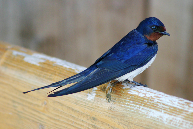 Barn Swallow (Hirundo rustica) - wiki; DISPLAY FULL IMAGE.