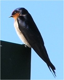 Swallow (Family: Hirundinidae) - wiki; Image ONLY
