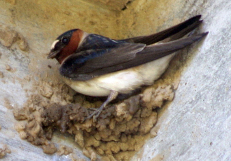 Cliff Swallow (Petrochelidon pyrrhonota) - wiki; DISPLAY FULL IMAGE.
