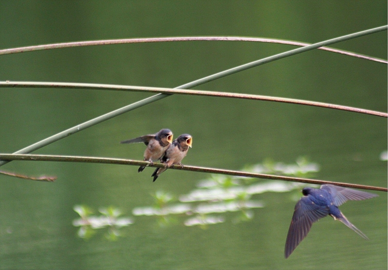 Barn Swallow (Hirundo rustica) - chicks to be fed; DISPLAY FULL IMAGE.