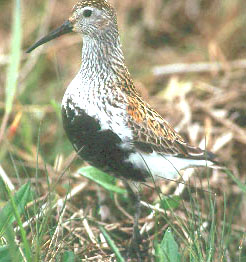 Sandpiper (Family: Scolopacidae) - wiki; Image ONLY